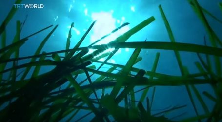 Morska trava ima važnu ekološku funkciju