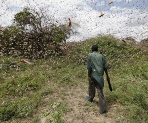 epa08158652 A man walks through a swarm of desert locusts to chase them away in the bush near Enziu, Kitui County, some 200km east of the capital Nairobi, Kenya, 24 January 2020. Large swarms of desert locusts have been invading Kenya for weeks, after having infested some 70 thousand hectares of land in Somalia which the United Nations Food and Agriculture Organisation (FAO) has termed the 'worst situation in 25 years' in the Horn of Africa. FAO cautioned that it poses an 'unprecedented threat' to food security and livelihoods in the region.  EPA/DAI KUROKAWA