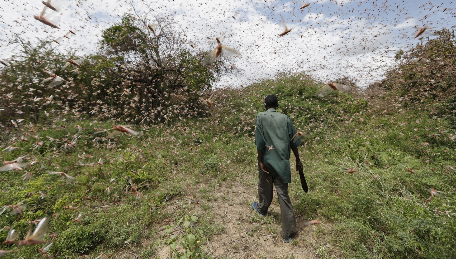 epa08158652 A man walks through a swarm of desert locusts to chase them away in the bush near Enziu, Kitui County, some 200km east of the capital Nairobi, Kenya, 24 January 2020. Large swarms of desert locusts have been invading Kenya for weeks, after having infested some 70 thousand hectares of land in Somalia which the United Nations Food and Agriculture Organisation (FAO) has termed the 'worst situation in 25 years' in the Horn of Africa. FAO cautioned that it poses an 'unprecedented threat' to food security and livelihoods in the region.  EPA/DAI KUROKAWA