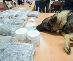 17.1.2020., Rijeka - Rijecka policija zaplijenila je 25 kilograma marihuane i 58 grama kokaina. Uhitili su dvojicu. Na konferenciji su predstavili i pojacanje - psa Kastra. Photo: Nel Pavletic/PIXSELL
