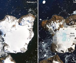 epa08234819 (COMPOSITE) A handout composite picture made available by the National Aeronautics and Space Administration (NASA) showing melting on the ice cap of Eagle Island, off Graham Land, Antarctica, taken on 04 February 2020 (L) and on 13 February 2020 (issued 21 February 2020). Weather stations on 06 February 2020 recorded the hottest temperature on record for Antarctica. Thermometers at the Esperanza Base on the northern tip of the Antarctic Peninsula reached 18.3 degrees Celsius, around the same temperature on that day in Los Angeles, California, USA. The warm spell caused widespread melting on nearby glaciers. This February heatwave was the third major melt event of the 2019-2020 summer, following warm spells in November 2019 and January 2020.  EPA/NASA EARTH OBSERVATORY HANDOUT  HANDOUT EDITORIAL USE ONLY/NO SALES