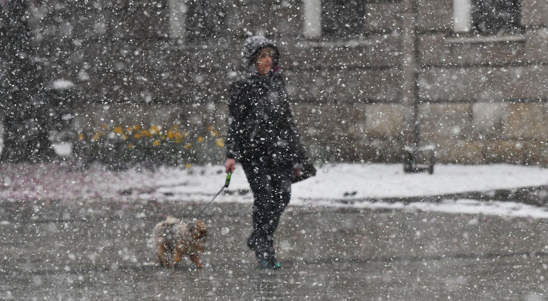 24.03.2020., Slavonski Brod - Gust snijeg nosen jakim naletima vjetra ne prestaje padati na brodskom podrucju. 
Photo: Ivica Galovic/PIXSELL
