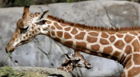 Krivolovci u Keniji ubili jedinu ženku bijele žirafe