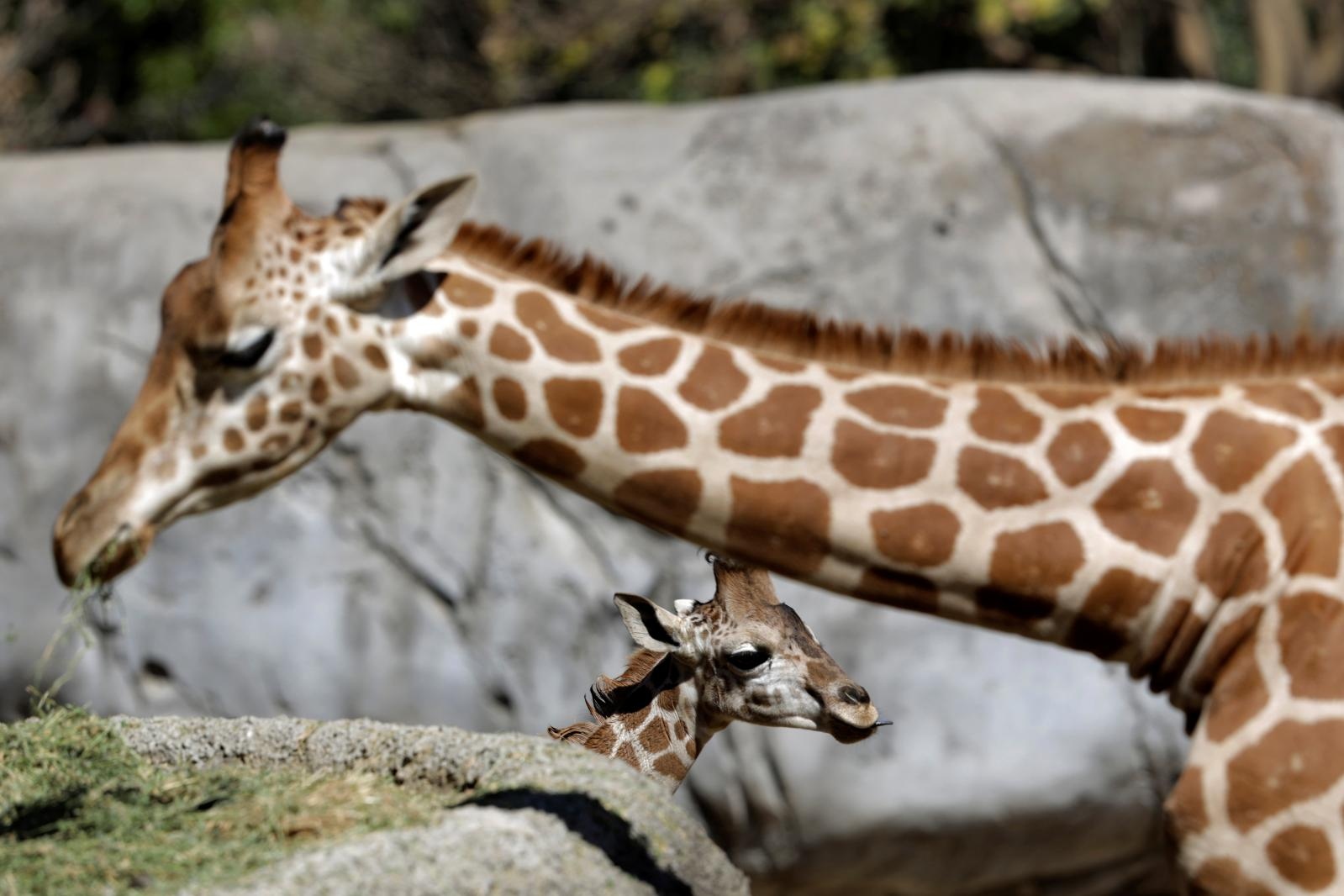 Baby giraffe is pictured at its enclosure at the Chapultepec zoo in Mexico City A baby giraffe is pictured at its enclosure at the Chapultepec zoo in Mexico City, Mexico January 10, 2020. REUTERS/Luis Cortes LUIS CORTES