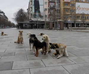 epa08321219 Stray dogs rest on the main square in Pristina, Kosovo, 25 March 2020. The Kosovo's parliament is holding an extraordinary session on voting the non-confidence motion against the government initiated from one of the coalition partners, Democratic League of Kosovo (LDK).  EPA/VALDRIN XHEMAJ