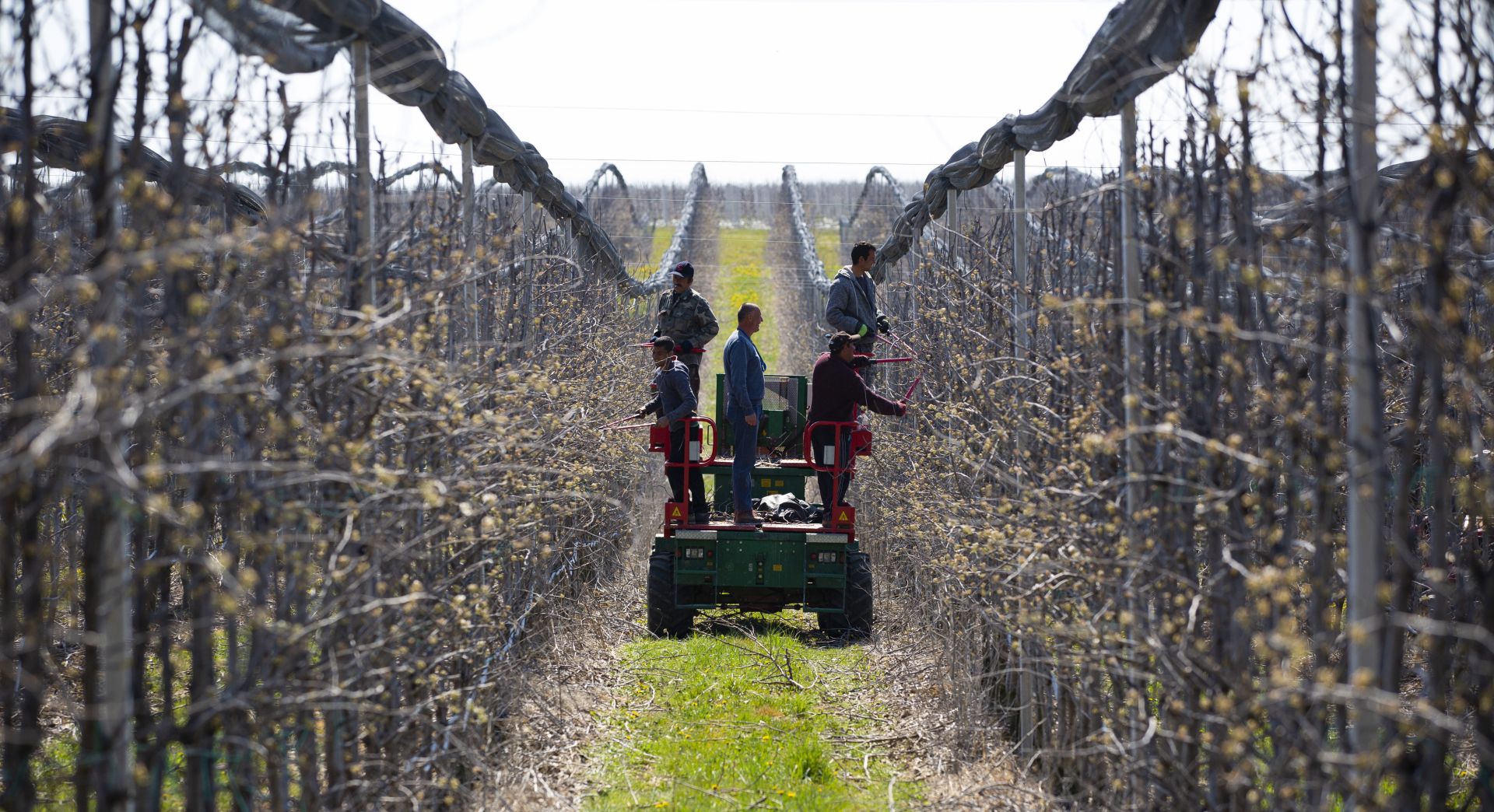 epa08346128 An image taken by a drone shows workers pruning pear trees from a specialised tractor in a fruit orchard near Kisrecse, Hungary, 06 April 2020.  EPA/Gyorgy Varga HUNGARY OUT