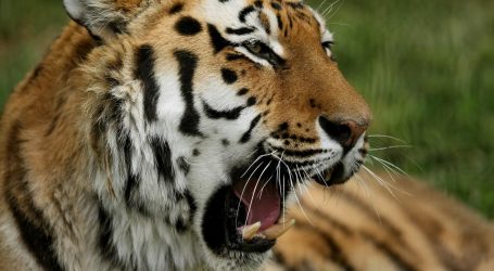 U zoološkom vrtu u Meksiku na svijet došao tigrić, nazvan je Covid