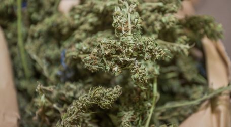 U Dubravi pronađen improvizirani laboratorij za uzgoj marihuane