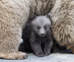 epa08418632 (04/50) A Syrian brown bear cub plays with its mother 'Martine' in their enclosure at the zoo of Servion, Switzerland, 17 April 2018 (reissued 13 May 2020).

The color brown is associated with all things nature: Earth, soil, wood, and the seasons of fall and winter. Brown is the color of hearth and home and symbolizes stability, reliability, dependability, honesty, and comfort. A natural, neutral color, it is often perceived as solid, warm but can also - especially in comparison with other colors - appear drab and boring. In the arts, it is a composite color made by combining red, yellow, and blue (or red, yellow, and black).  EPA/CYRIL ZINGARO  ATTENTION: This Image is part of a PHOTO SET *** Local Caption *** 54270759