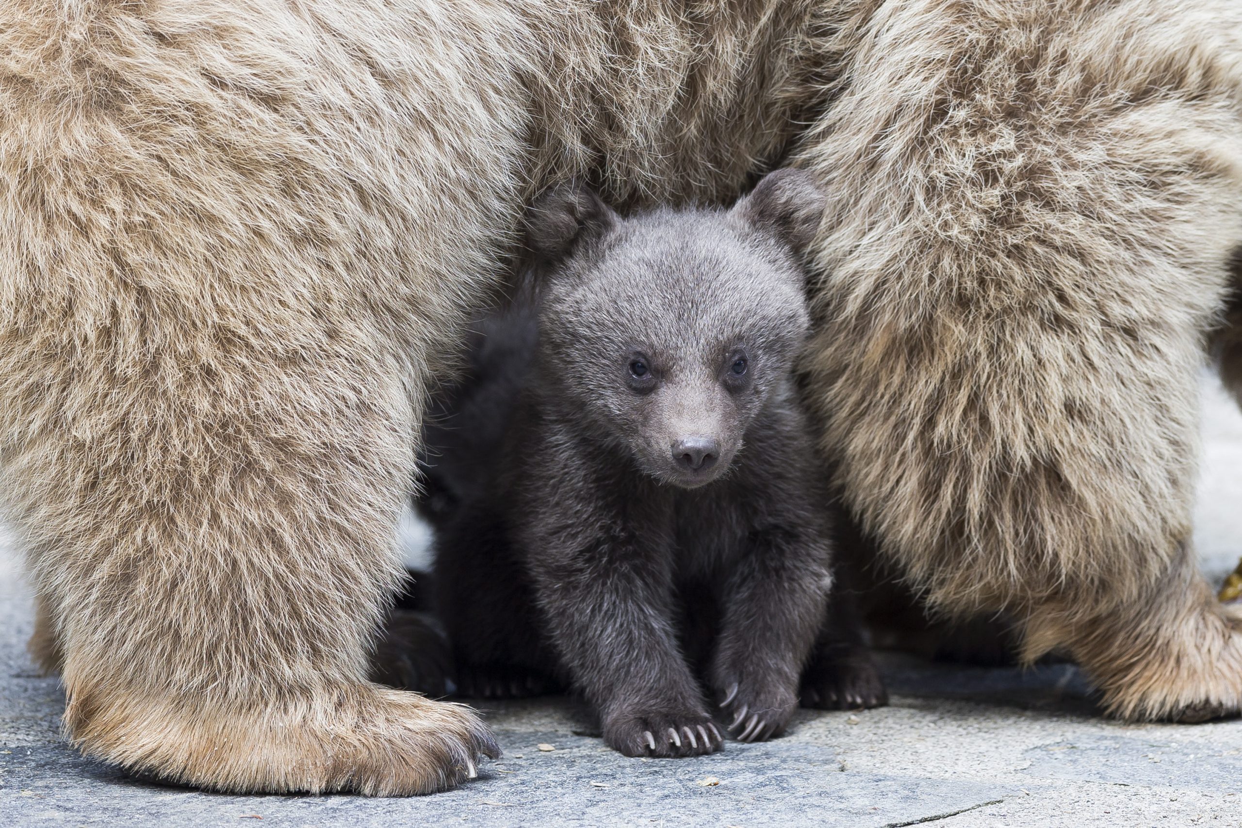 epa08418632 (04/50) A Syrian brown bear cub plays with its mother 'Martine' in their enclosure at the zoo of Servion, Switzerland, 17 April 2018 (reissued 13 May 2020).

The color brown is associated with all things nature: Earth, soil, wood, and the seasons of fall and winter. Brown is the color of hearth and home and symbolizes stability, reliability, dependability, honesty, and comfort. A natural, neutral color, it is often perceived as solid, warm but can also - especially in comparison with other colors - appear drab and boring. In the arts, it is a composite color made by combining red, yellow, and blue (or red, yellow, and black).  EPA/CYRIL ZINGARO  ATTENTION: This Image is part of a PHOTO SET *** Local Caption *** 54270759