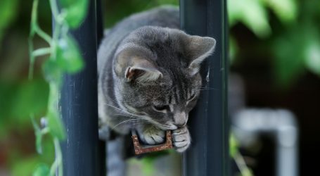 Mačka u Francuskoj se u potpunosti oporavila od koronavirusa