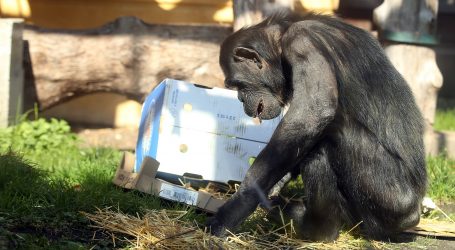 ZOO VIJESTI: Tigar u Denveru proslavio rođendan, a čimpanze iznenadio pasanac