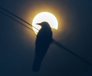 epa08499890 An image taken using an X-ray plate as a filter shows the silhouette of a bird perched on a power cable while a partial solar eclipse is seen in the clouded sky over the outskirts of Mumbai, India, 21 June 2020. A partial solar eclipse occurs when a portion of the Earth is engulfed by the shadow (penumbra) cast by the Moon as it passes between our planet and the Sun in imperfect alignment. During this annular eclipse – the first of the decade – the Moon appears to cover the Sun, leaving the Sun's halo as a visible rim forming an annulus, popularly known as the 'ring of fire.  EPA/DIVYAKANT SOLANKI