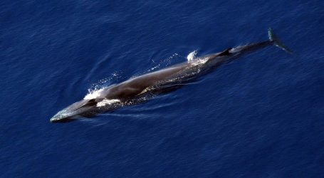 Talijanska obalna straža spasila kita iz ribarske mreže