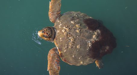 Senegalski ribari brinu o morskim kornjačama