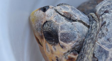 Rijetka žuta kornjača pronađena u Indiji