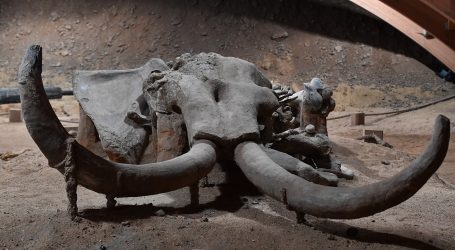 Rusi u Sibiru otkrili kosti vunastog mamuta