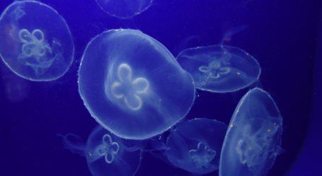 Akvarij u Tokiju otkrio zadivljujuću ljepotu meduza