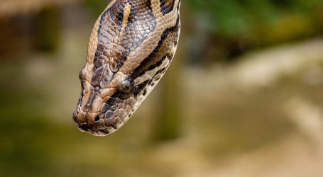 Odbjegla zmija iz Markuševca još nije pronađena