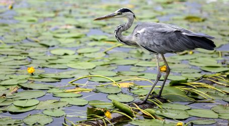 U Nacionalnom parku Everglades žive brojne ptičje vrste