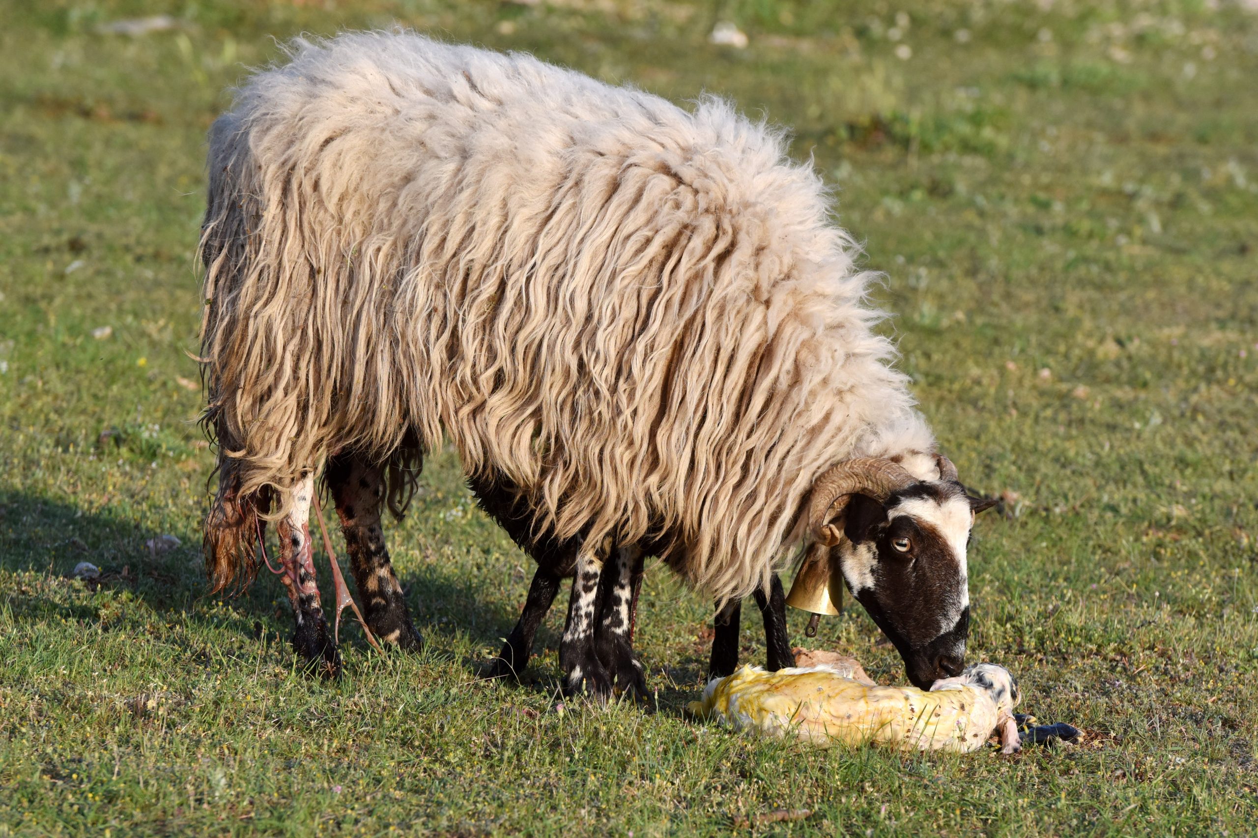 01.05.2020., Sibenik - Na pasnjaku u Dubravi kod Sibenika ovca ojanjila dva janjeta koji su odmah napravili prve korake.
Photo: Hrvoje Jelavic/PIXSELL