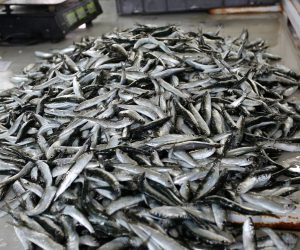 17.07.2020.,Sibenik-Na sibenskoj ribarnici odlicna ponuda ribe u turistickoj sezoni. I kupci i prodavaci vecinom se pridrzavaju mjera zastite distancom,plasticnim panelima,rukavicama i maskama na licu.
Photo: Dusko Jaramaz/PIXSELL