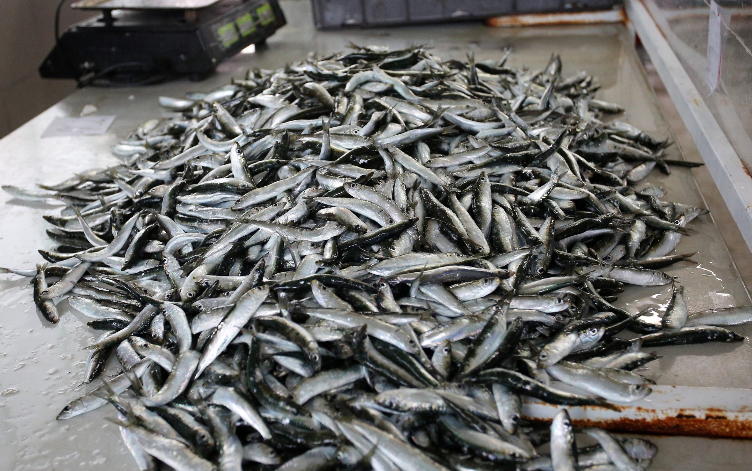 17.07.2020.,Sibenik-Na sibenskoj ribarnici odlicna ponuda ribe u turistickoj sezoni. I kupci i prodavaci vecinom se pridrzavaju mjera zastite distancom,plasticnim panelima,rukavicama i maskama na licu.
Photo: Dusko Jaramaz/PIXSELL