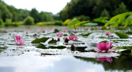 Pogledajte prizore iz Kine, tisuće lotosa u punom cvatu