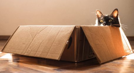 Znanstvenici objasnili zašto su mačke tako fascinirane kartonskim kutijama