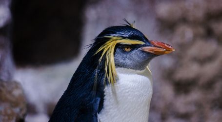 Usamljenom pingvinu Pierreu u Perthu čuvari puštaju crtić Pingu