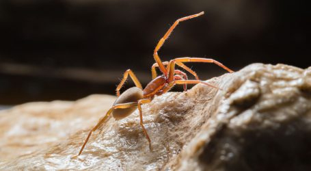 Među novim vrstama podzemnih pauka i – Mate Parlov