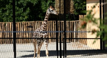 Zoološki vrt u Amnévilleu dobio mlado u obitelji žirafa