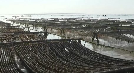 Prva ovogodišnja berba zdravih morskih algi u kineskoj pokrajini Fujian