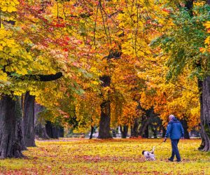 30.10.2020., Osijek - Osjecki parkovi obojani bojama jeseni. Photo: Davor Javorovic/PIXSELL
