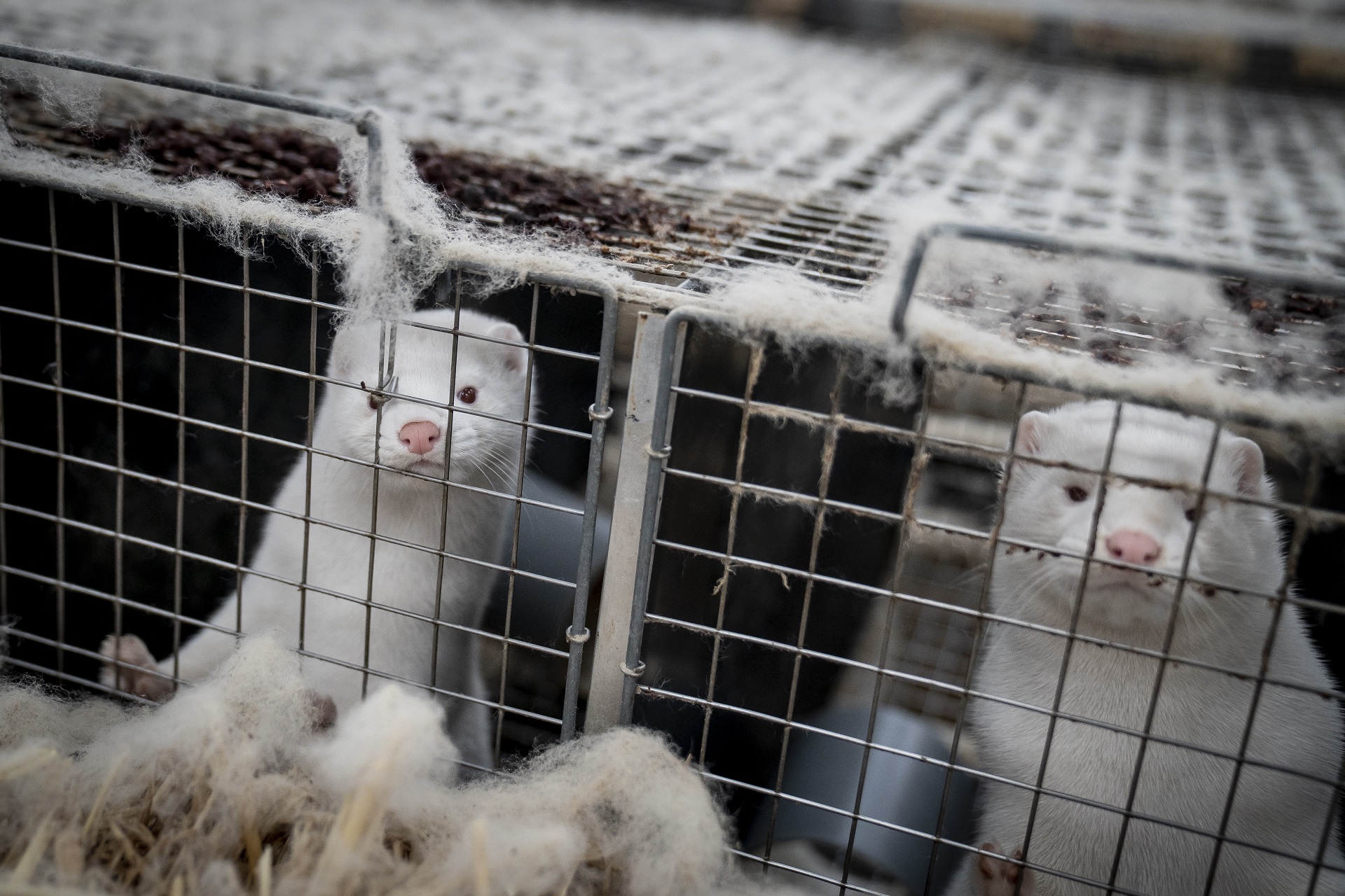 epa08803230 Live minks wait for their turn to be collected and processed to fur, at the mink fur farm which consists of 3000 mother minks and their cubs on their farm near Naestved, Denmark, 06 November 2020. The furs are stored in three freezers before selling them, as the minks on their farm are not affected by corona and there have been no corona cases in mink on Zealand and Funen. Mink farms throughout Denmark have been ordered by the government to cull all animals to prevent the spread of a new discovered mutated coronavirus.  EPA/Mads Claus Rasmussen  DENMARK OUT ATTENTION: This Image is part of a PHOTO SET