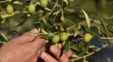 Kineski mediji pohvalili hercegovačko maslinovo ulje