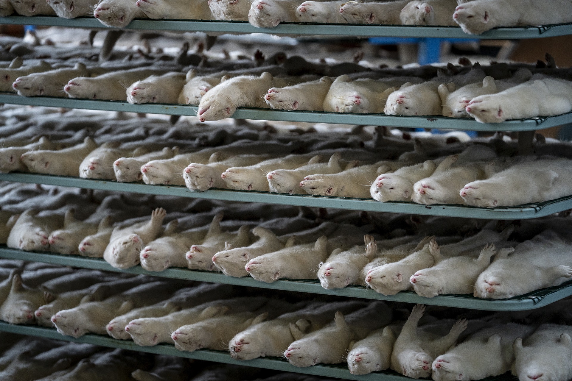 epa08803229 Minks that were put down are transported to machines to further process them, at the mink fur farm which consists of 3000 mother minks and their cubs on their farm near Naestved, Denmark, 06 November 2020. The furs are stored in three freezers before selling them, as the minks on their farm are not affected by corona and there have been no corona cases in mink on Zealand and Funen. Mink farms throughout Denmark have been ordered by the government to cull all animals to prevent the spread of a new discovered mutated coronavirus.  EPA/Mads Claus Rasmussen  DENMARK OUT ATTENTION: This Image is part of a PHOTO SET