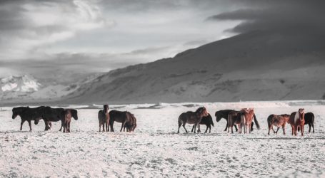 Glavna atrakcija sajma u Unutarnoj Mongoliji utrke konja