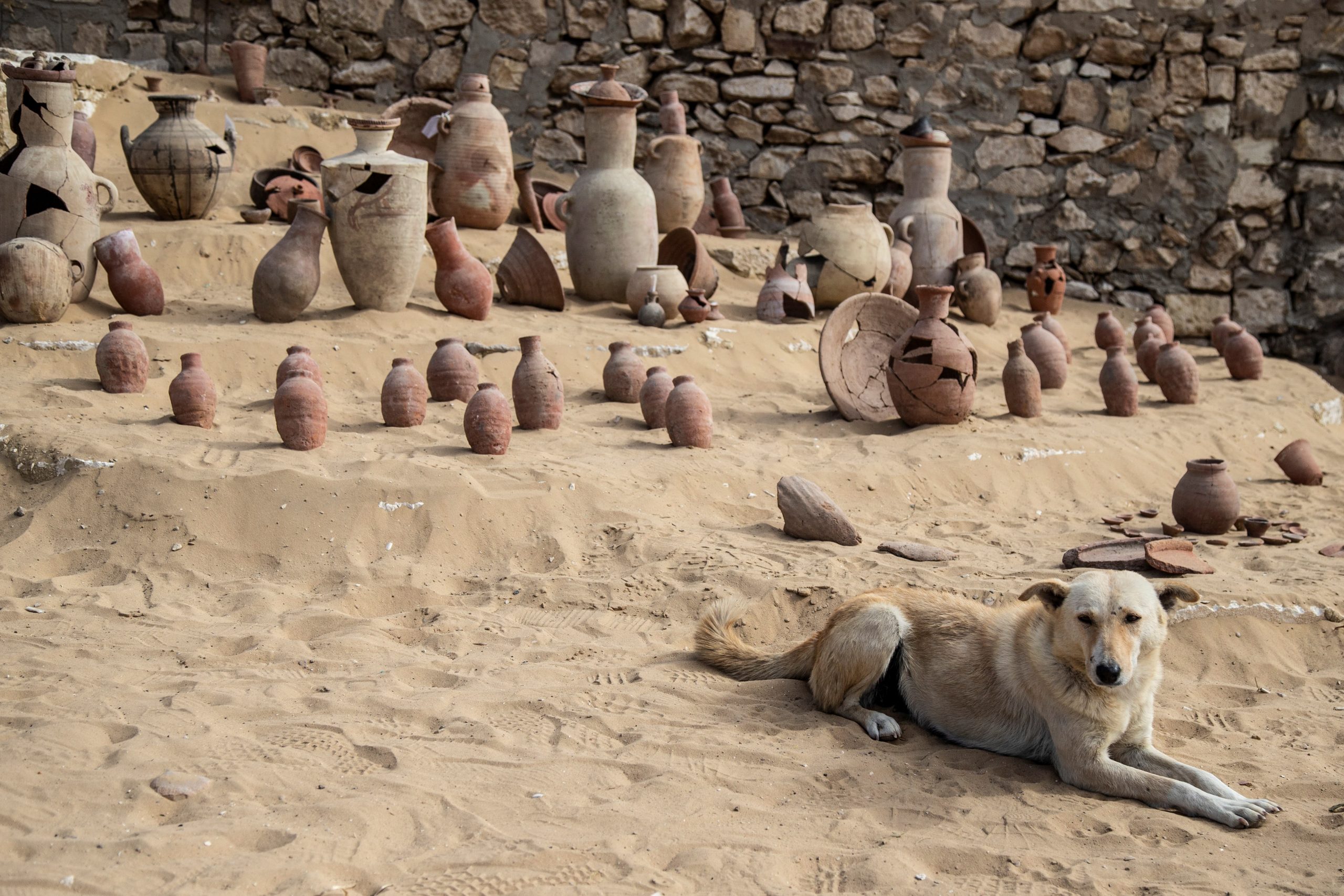 epa08943328 A dog sitting in front of the newly discovered pottery at funerary temple of Queen Nearit, the wife of King Teti  in the Saqqara archaeological site next to the Pyramid of King Teti in Giza, Egypt, 17 January 2021. It was announced on 16 January 2021 that the  Zahi Hawass Center at Bibliotheca Alexandrina and the Ministry of Antiquities have discovered the Funerary temple of Queen Naerit along with other important discoveries that will help Egyptologists better understand the Old and New Kingdoms of Dynastic Egypt.  EPA/Mohamed Hossam