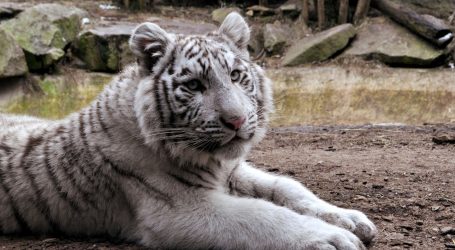 Bijelog tigra, prinovu u zoološkom vrtu u Nikaragvi, majka ne želi