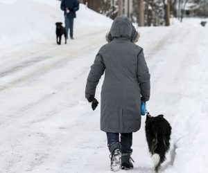epa09017043 People walk their dogs on a snowy street after an overnight snowfall left more than 18 inches (45.72cm) on the ground and roadways in Winnetka, Illinois, USA, 16 February 2021. Much of the US has been in the grip of winter storms that have sent temperatures plummeting, closed major airports, and caused power outages to millions of people.  EPA/TANNEN MAURY