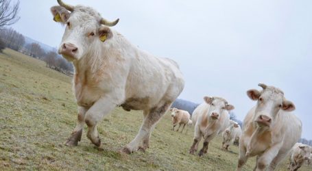 U 2020. godini povećan broj goveda, svinja, ovaca i koza