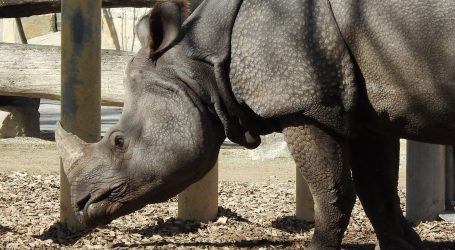 Dobre vijesti: Zbog pandemije manje krivolova na nosoroge u Južnoj Africi