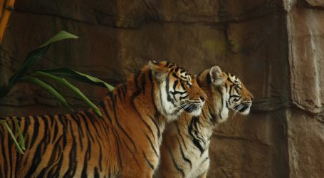 Borneo: Ulovljena tigrica odbjegla iz zoološkog vrta