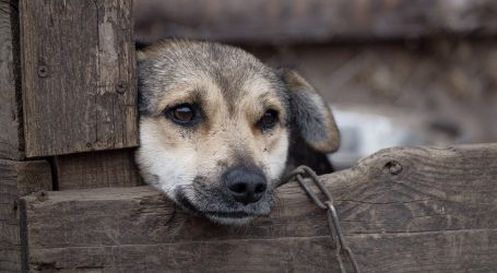 Zabrana držanja pasa na lancu: “Život na lancu nije život ni za koga”