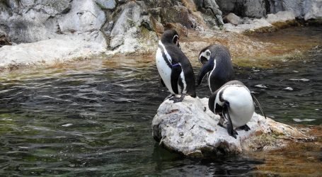 Pingvini iz akvarija posjetili Sveučilište i gradski park u Wuhanu