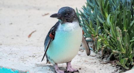 Južna Australija: Na obalama spašeno više od 30 bespomoćnih pingvina