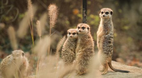 London: Životinje u zoološkom vrtu dobile pisanice
