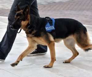 Policijski pas 05.10.2018., Sibenik - Policijski pas. Photo: Hrvoje Jelavic/PIXSELL