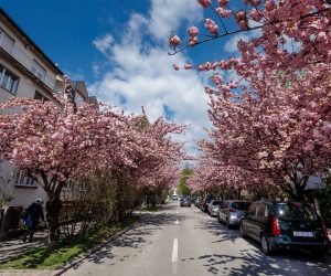 16.04.2021., Zagreb - U vrijeme cvatnje Sulekova ulica postaje jedna od najljepsih ulica u gradu. 
Photo: Tomislav Miletic/PIXSELL